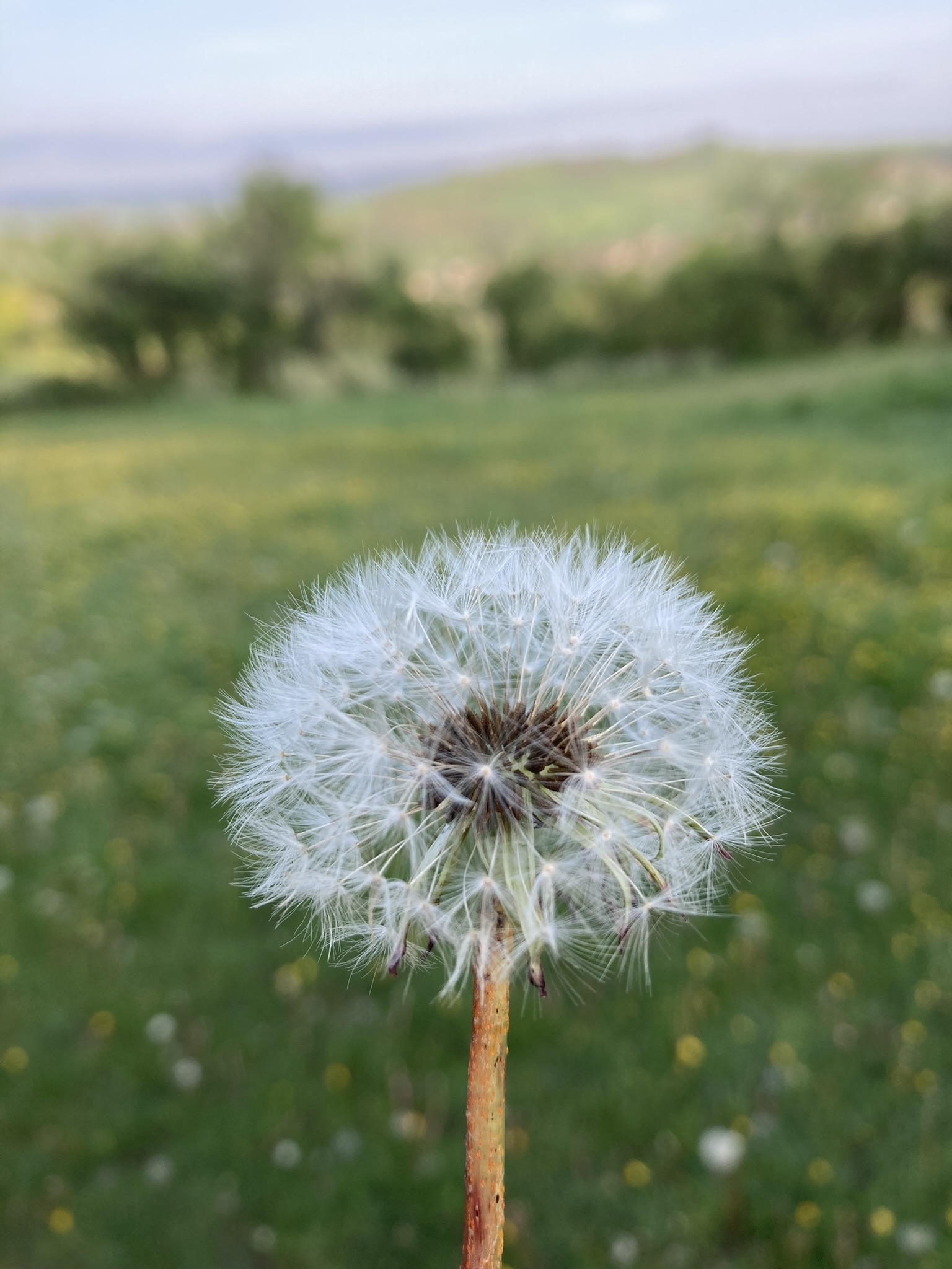 Dandelion seeds ready to be dispersed by the wind
